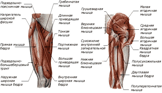 Мышцы колена