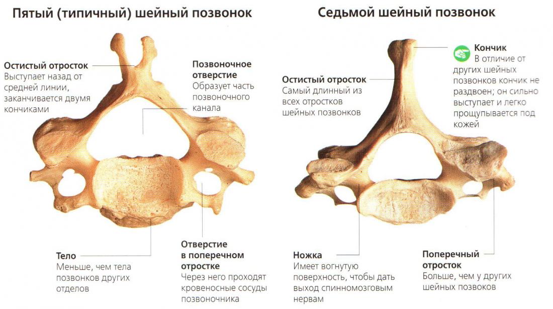 Строение Позвонка Человека Фото