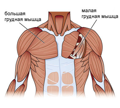 Мышцы груди отжимания от пола