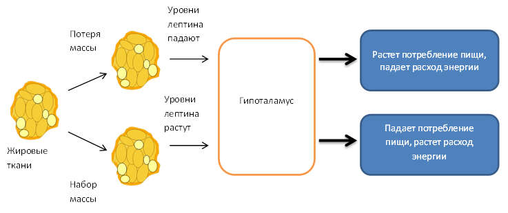 Действие лептина