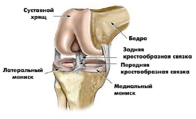 Коленный сустав