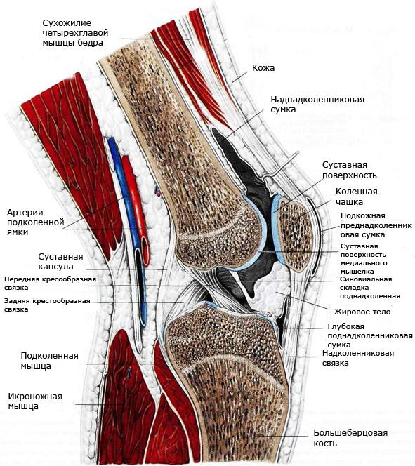 Изображение - Мышцы коленного сустава stroenie-kolennogo-sustava