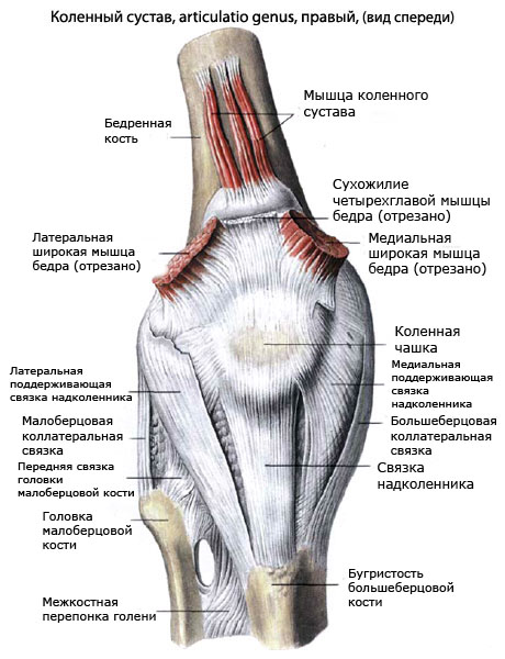 Связки колена