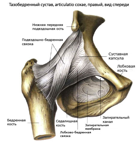 Изображение - Строение мышц тазобедренного сустава svjazki-tazobedrennogo-sustava
