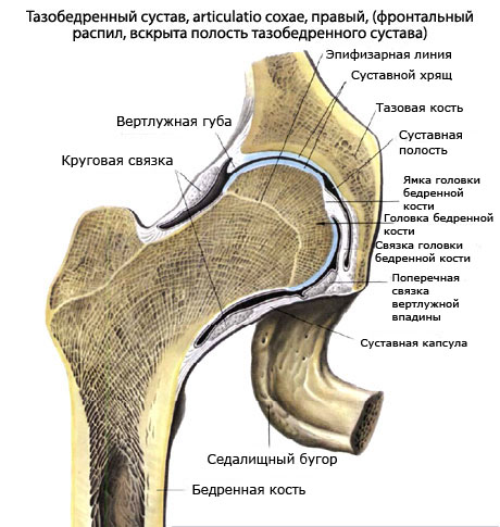Изображение - Анатомия тазобедренного сустава мышц и связок tazobedrennij-sustav