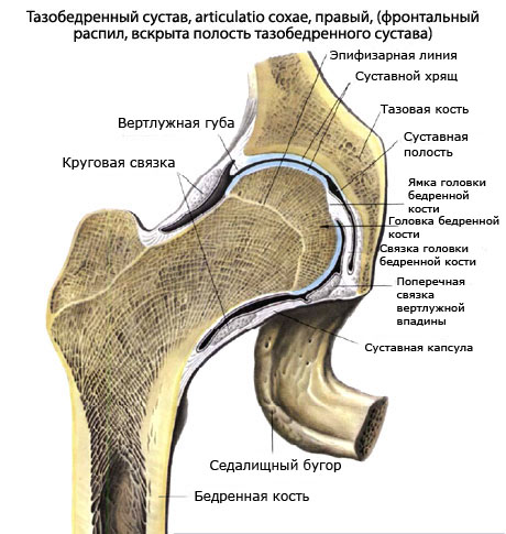 Изображение - Тазобедренный сустав простой tazobedrennij-sustav