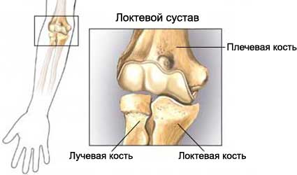 Изображение - Движения в локтевом суставе мышцы loktevoj-sustav