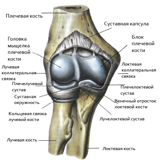 Изображение - Движения в локтевом суставе мышцы loktevoj-sustav1