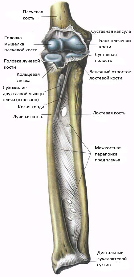 Изображение - Как выглядит локтевой сустав lucheloktevoj-sustav