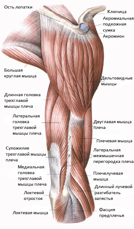 Изображение - Движения в локтевом суставе мышцы mishci-plecha