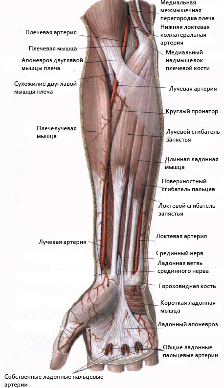 Изображение - Движения в локтевом суставе мышцы mishci-predplechja